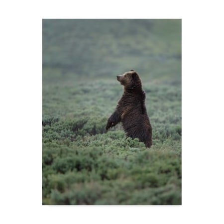 Galloimages Online 'Black Bear Cub Upright' Canvas Art,35x47